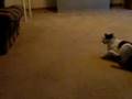 Sophie Alaskan klee kai