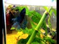 riproduzione betta splendens, betta spawning riproduzione betta splendens, betta spawning