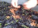 Pinot Noir Sorting Line at Sokol Blosser