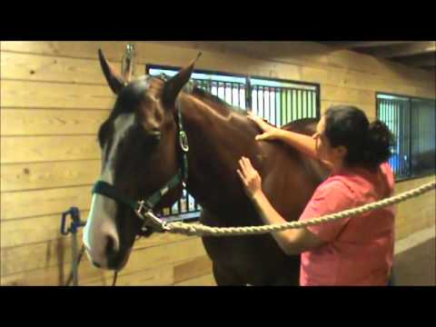 how to perform equine massage