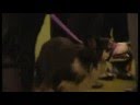 Crufts 2008 Young Kennel Club Agility Dog of the Year
