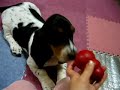 basset hound puppy