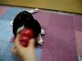 Basset Hound video