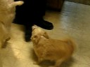 Princess and Sammy Tacos Part 2