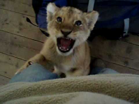 young lions