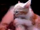 Kittens: wasbeurt