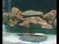 TEM 39 LITROS TOTAISBOMBA CX300AGUA COM PH EM 7.5 4 PEIXES PLATIS 