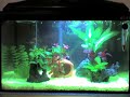 Black Neon Tetras Black Neon Tetras