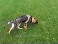 Schutzhund Puppy Tracking