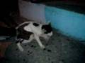 gatos singando a terror