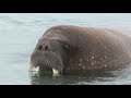Walrus and Polar Bears of Svalbard