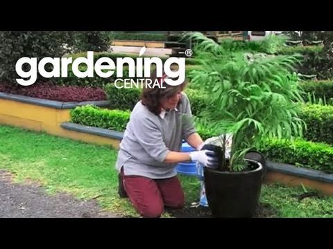 how to replant an umbrella plant