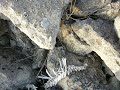 mi perro utrera