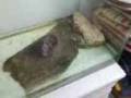 schildkröte beim fressen