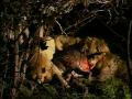 Enormous Buffalo Vs 8 big lions