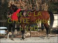 les chutes, bugs