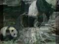 Animal Habitats