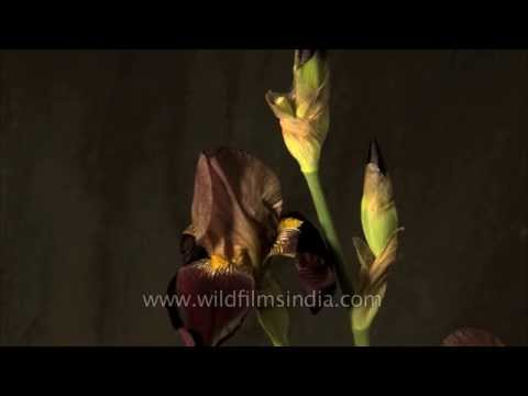 how to fertilize african iris
