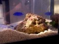 Fry playing with his dinner