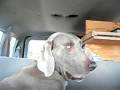 2009-01-01 | Kim Hamel Dog Fart Video ~> (01:08)