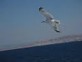 Gabbiani in volo