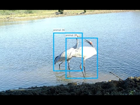 <p>Testing Methods for Detecting Hard-to-Detect Birds</p>
 video thumbnail