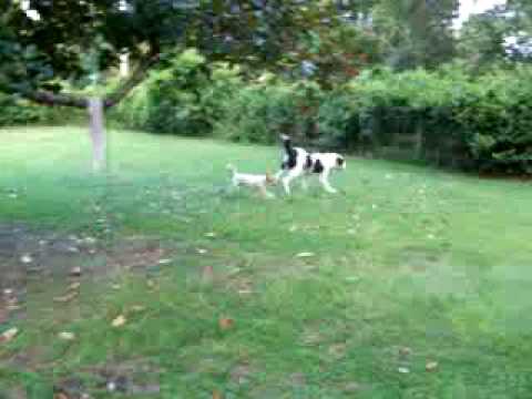 caucasian dog vs cas