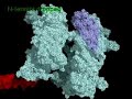 aging of  primase