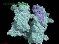 aging of  primase
