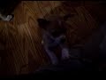 Country Home Pets Chihuahua Video Chihuahua morning routine