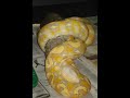 Purple Albino Eating Rabbit