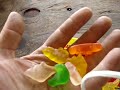 last of the dinasours