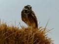 Burrowing Owl in SOuther California