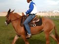 cavalos julio 2