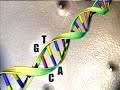 The Basics of DNA