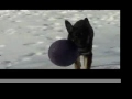 German Shepherd Puppy in the Snow - Rodie on Ice