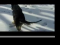 German Shepherd Puppy in the Snow - Rodie on Ice