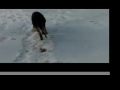 German Shepherd Puppy in the Snow - Rodie on Ice
