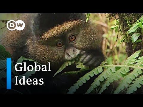 Ruandas Goldmeerkatzen sind in Gefahr | Global Ideas