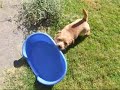 the norfolk terrier pippi v s  the plastic tub
