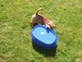 the norfolk terrier pippi v s  the plastic tub