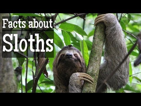 Sloth Facts for Kids
