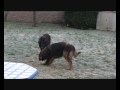 chiens de garde et sieste chiens de garde et sieste