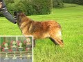 Leonberger Leonberger