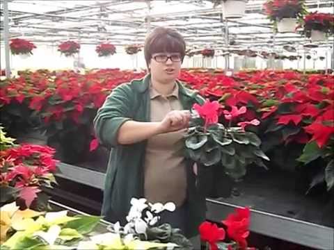 how to care for cyclamen indoors