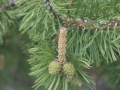 Plants that go bad - funny video of nature www.CCTVideos.com