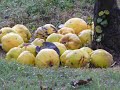 Alpujarra. Taray Bot�nico.Desarrollo sostenible