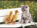 Animal-friendship