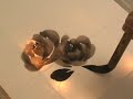 Rose Sumi-e Drawing 1