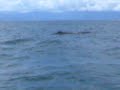 Sperm Whale Diving